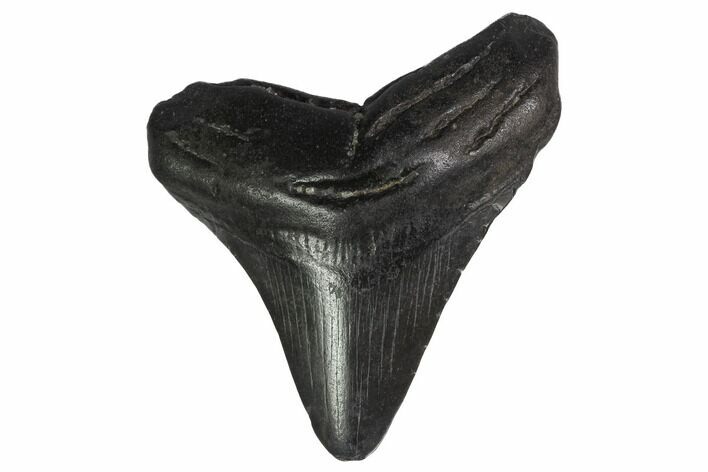 Juvenile Megalodon Tooth - Georgia #144370